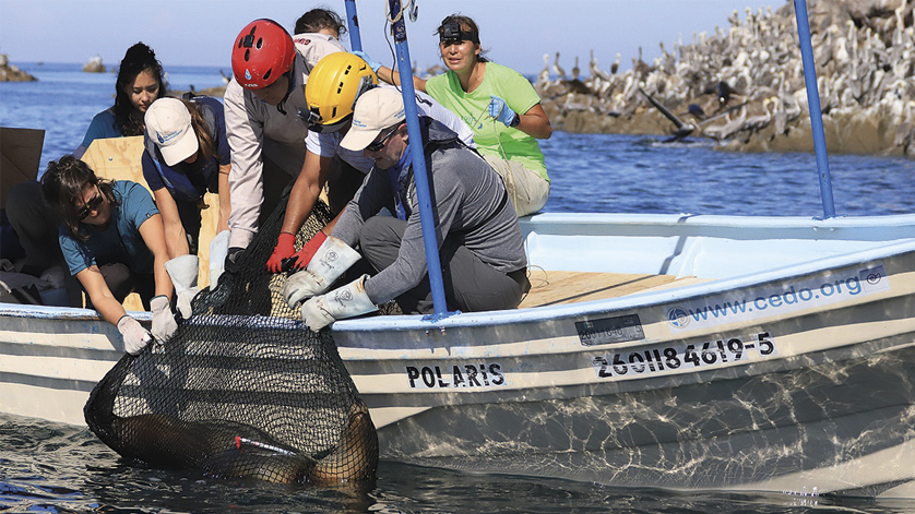 Manometry WIKA są używane do ratowania lwów morskich w Meksyku.